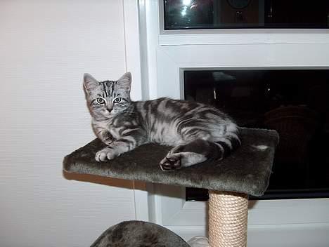 British Shorthair King Simba - Jeg elsker at ligge højt, og have overblikket... billede 8