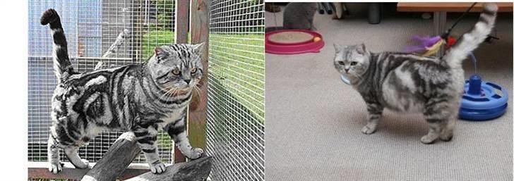 British Shorthair King Simba billede 9