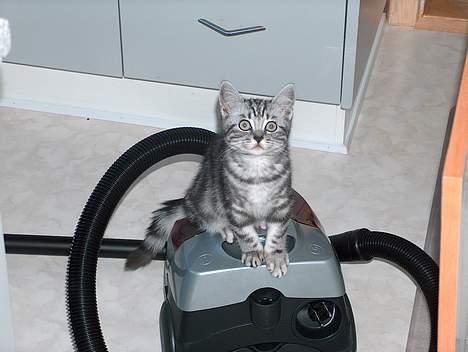 British Shorthair King Simba - Mig? Jeg er skam ikke bange for en støvsuger.. den kan bare komme an´... billede 10