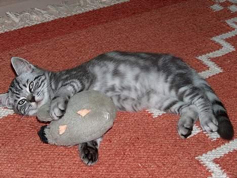 British Shorthair King Simba - Mig og min bedste legekammerat sover rigtigt godt sammen... billede 11