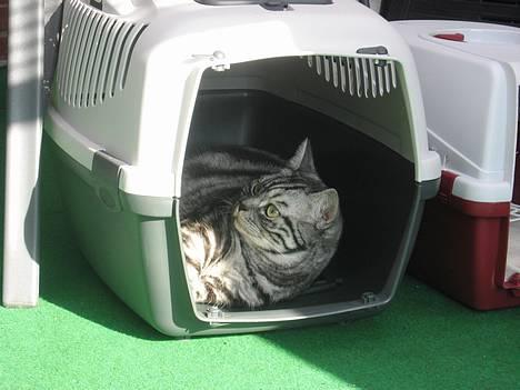 British Shorthair King Simba - Jeg elsker at putte i min transportkasse.. Måske kunne man komme ud og køre en tur... billede 12