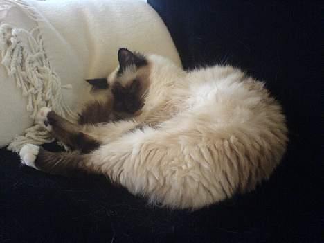 Hellig Birma Sille - ZzzzZzzzZzzz!  billede 6