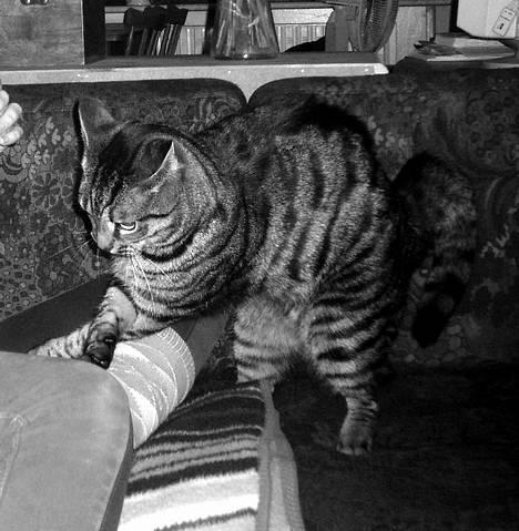 Blanding af racer Albus Dumbledore billede 7