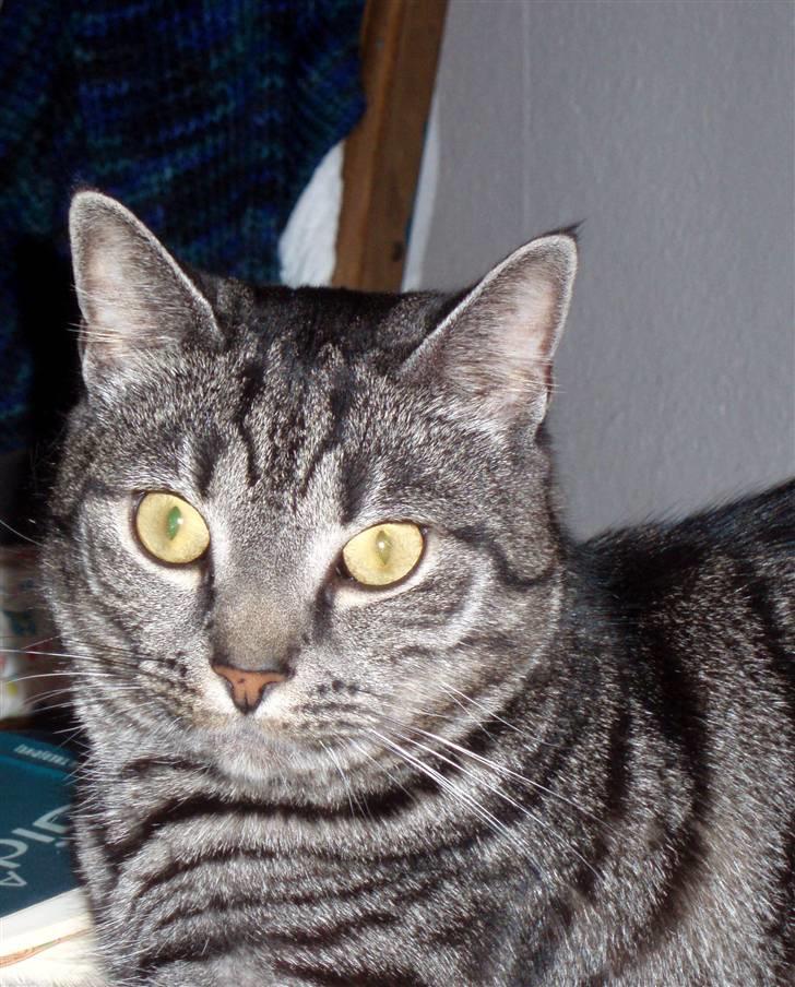 Blanding af racer Albus Dumbledore billede 8