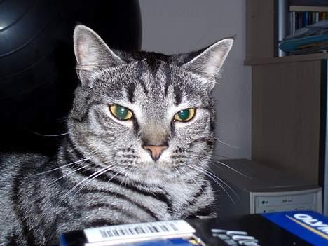 Blanding af racer Albus Dumbledore billede 9