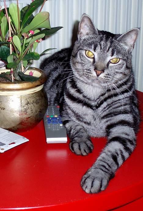 Blanding af racer Albus Dumbledore billede 10