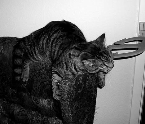 Blanding af racer Albus Dumbledore billede 11