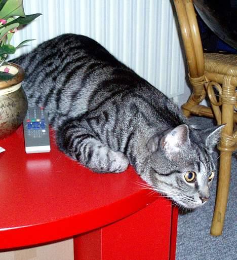 Blanding af racer Albus Dumbledore billede 12