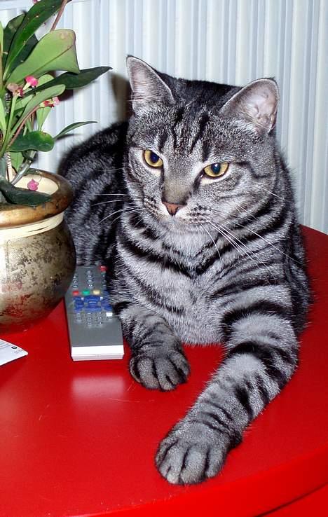 Blanding af racer Albus Dumbledore billede 13