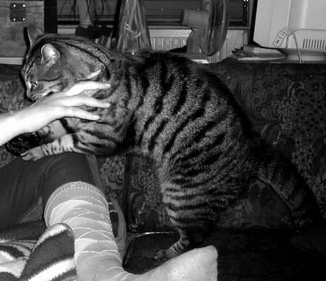 Blanding af racer Albus Dumbledore billede 14