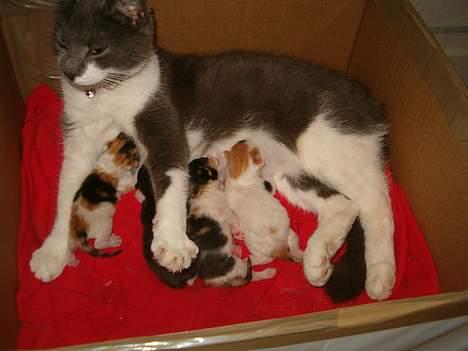 Blanding af racer Sweety - her er swwty med hendes killinger på hendes 1 års fødselsdag, og hvor de lige er blevet født. d 16 maj 2006 billede 12