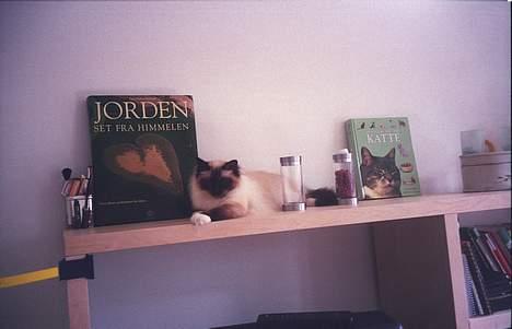 Hellig Birma oliver billede 11