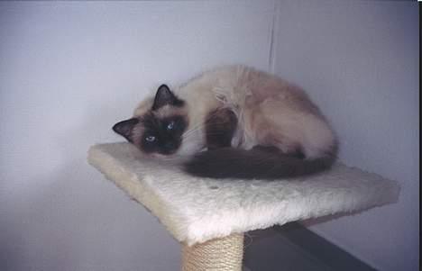 Hellig Birma oliver billede 12