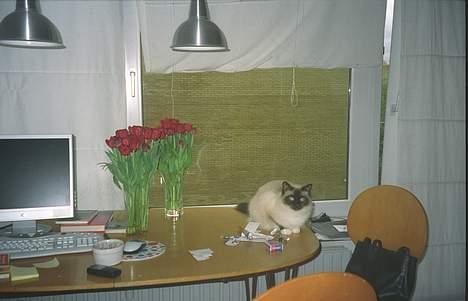 Hellig Birma oliver billede 13