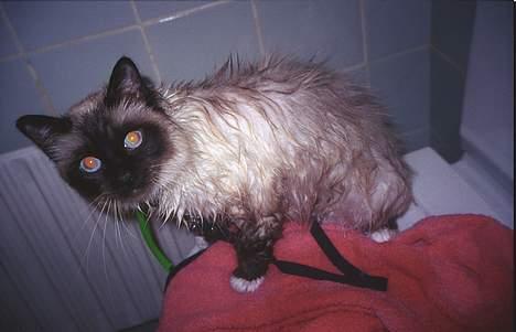 Hellig Birma oliver - Oliver, efter hans første bad.  billede 14