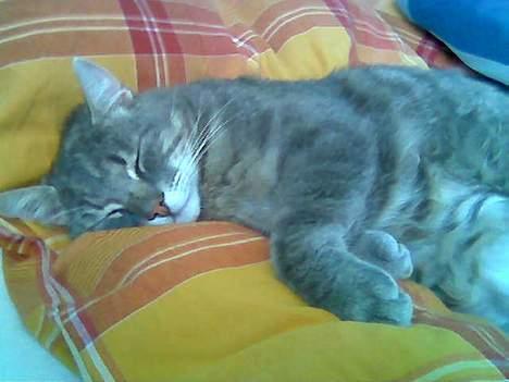 Huskat Anton *DØD* - zz z z zz zz z  billede 19