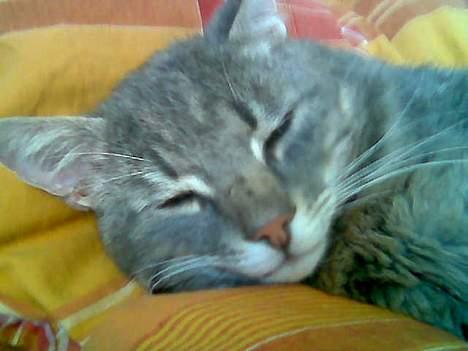 Huskat Anton *DØD* - zzz zz gå! zzz zz billede 20