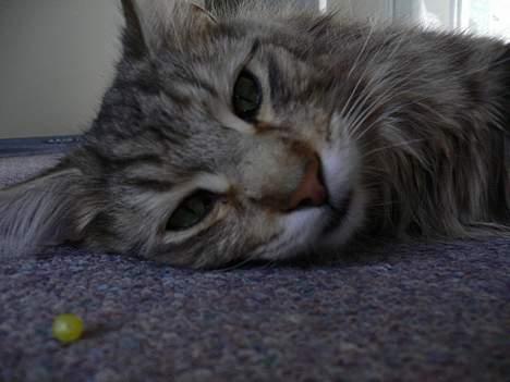 Blanding af racer Bent billede 15