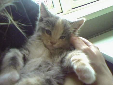 Huskat  * (¯`'RAJA'´¯) * - CHARMEHYPNOSE billede 1