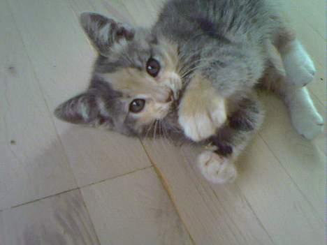 Huskat  * (¯`'RAJA'´¯) * - Den berømte gummimus, som bare skal leges ihjel... billede 2