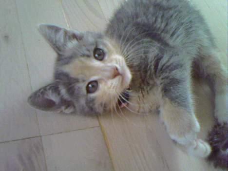 Huskat  * (¯`'RAJA'´¯) * - Hov - vil du være med? billede 3