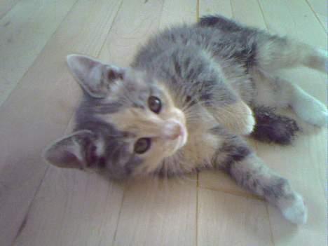 Huskat  * (¯`'RAJA'´¯) * - Ej nu er det nok med det fotografering billede 4