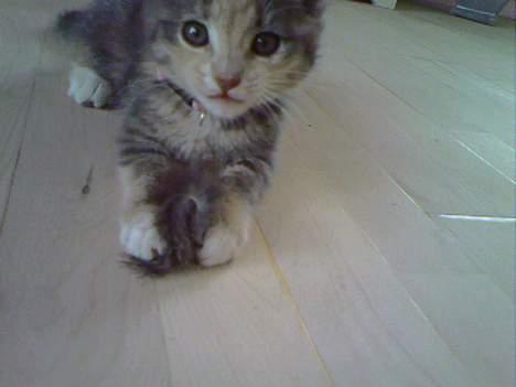 Huskat  * (¯`'RAJA'´¯) * - En VILD jæger billede 5