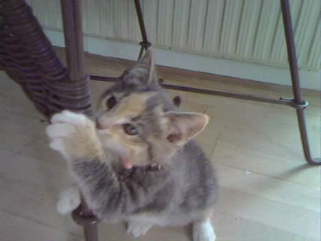 Huskat  * (¯`'RAJA'´¯) * - Krads krads billede 6