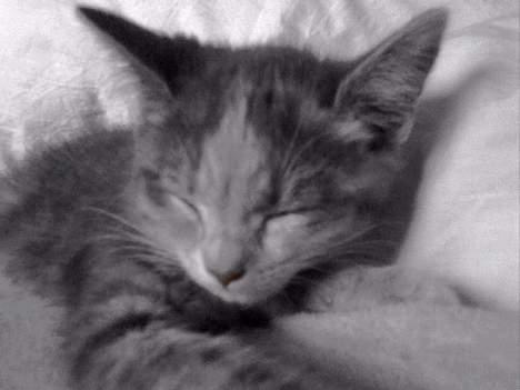 Huskat  * (¯`'RAJA'´¯) * - Selv når jeg sover er jeg køn. billede 7