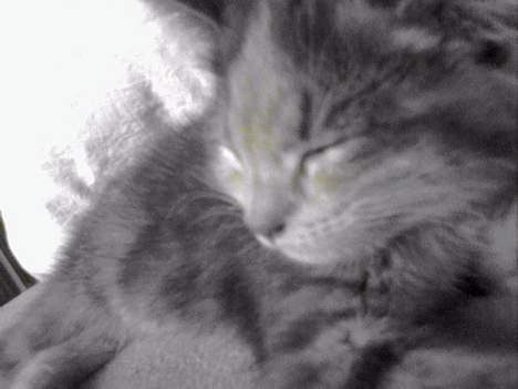 Huskat  * (¯`'RAJA'´¯) * billede 8