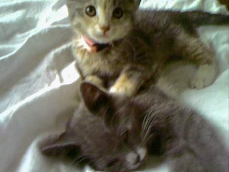 Huskat  * (¯`'RAJA'´¯) * billede 9