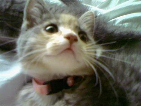 Huskat  * (¯`'RAJA'´¯) * billede 10