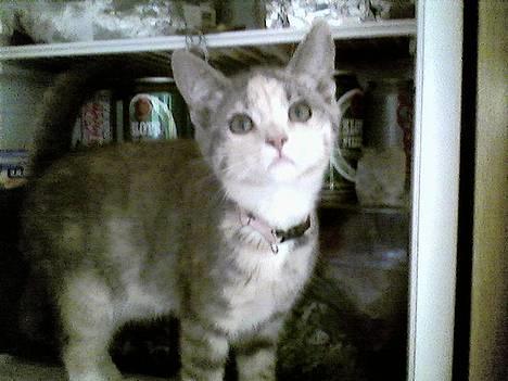 Huskat  * (¯`'RAJA'´¯) * billede 11