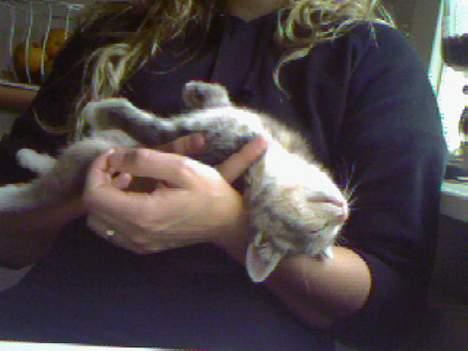 Huskat  * (¯`'RAJA'´¯) * - Sådan kan man også sove - hvis man har leget længe nok. billede 12