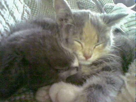 Huskat  * (¯`'RAJA'´¯) * - PUTNING.DK  billede 13