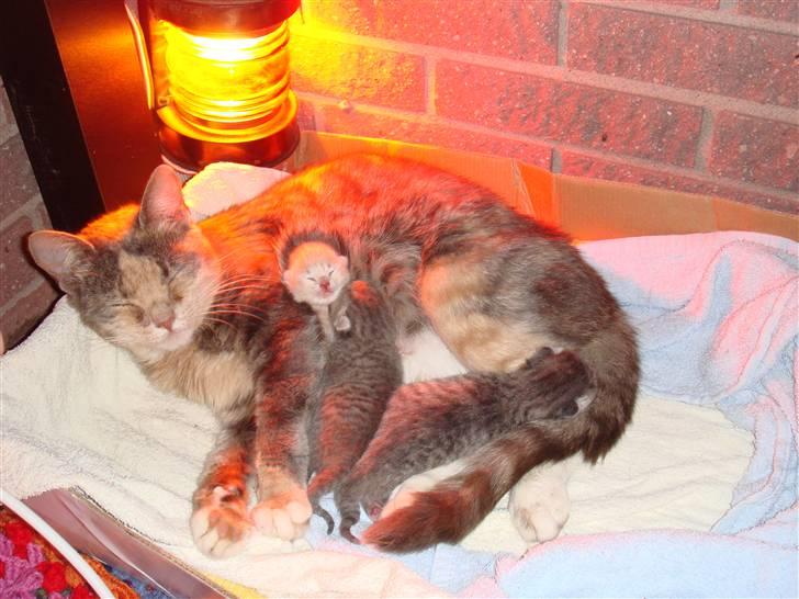 Huskat  * (¯`'RAJA'´¯) * - RAJA HAR FÅET KILLINGER billede 14