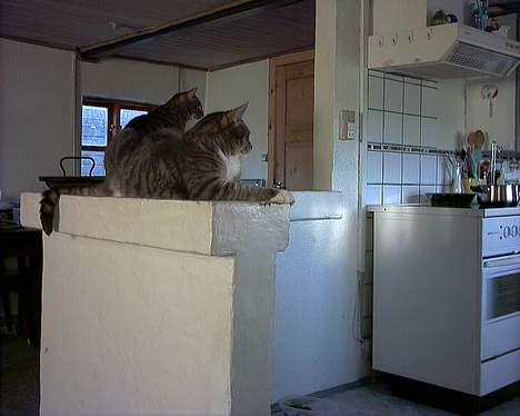 Blanding af racer John *bor på Fyn* billede 2