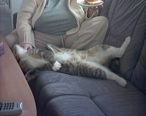 Blanding af racer John *bor på Fyn* billede 3