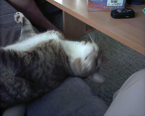 Blanding af racer John *bor på Fyn* billede 4