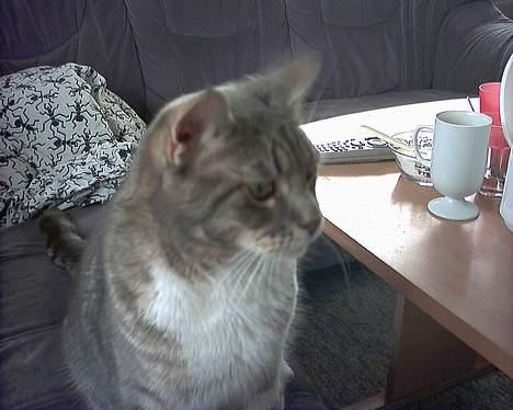 Blanding af racer John *bor på Fyn* billede 5