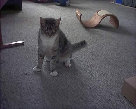 Blanding af racer John *bor på Fyn* billede 6