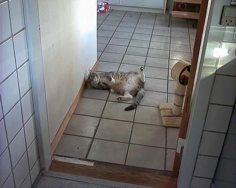 Blanding af racer John *bor på Fyn* billede 7