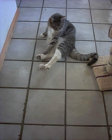 Blanding af racer John *bor på Fyn* billede 8