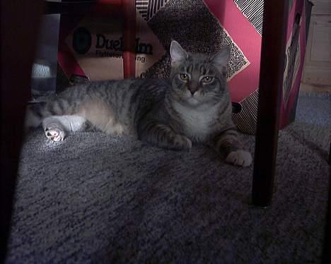 Blanding af racer John *bor på Fyn* billede 9