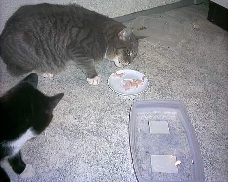 Blanding af racer John *bor på Fyn* billede 10