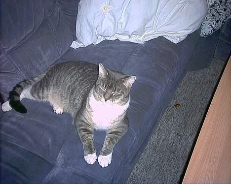 Blanding af racer John *bor på Fyn* billede 11