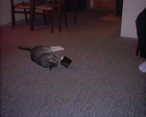 Blanding af racer John *bor på Fyn* billede 12