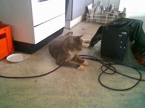 Blanding af racer John *bor på Fyn* billede 13