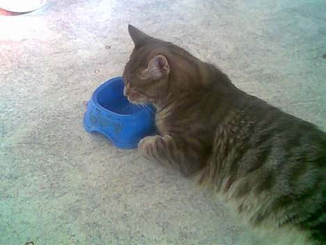 Blanding af racer John *bor på Fyn* billede 14