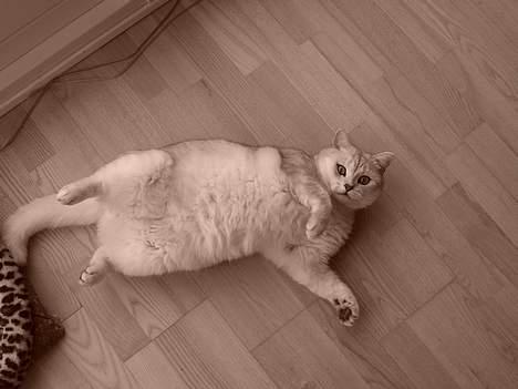 British Shorthair Skrumle billede 8